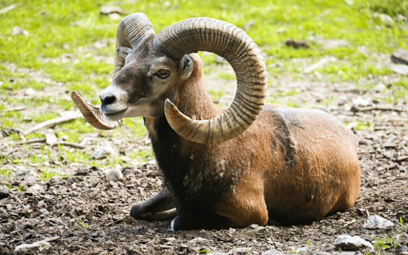 Màu sắc, con số may mắn của cung Bạch Dương