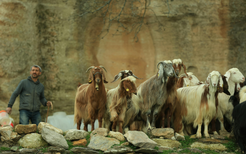 Sinh năm 1991 mệnh gì, tuổi con gì?